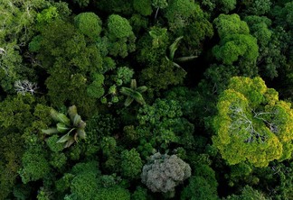 Créditos de carbono florestais são os mais eficazes, diz estudo