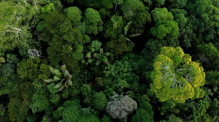 Créditos de carbono florestais são os mais eficazes, diz estudo