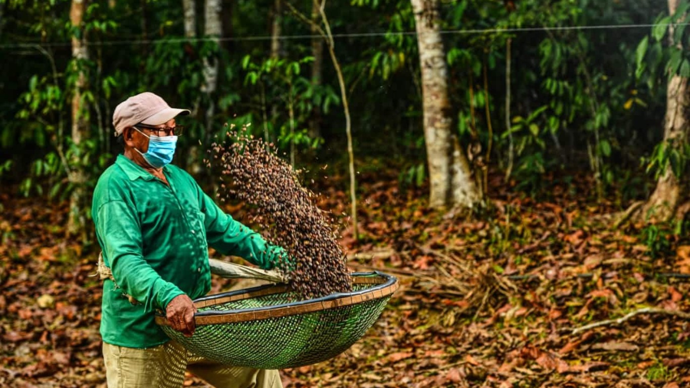 Em Apuí, um café forte como a floresta para combater o desmatamento