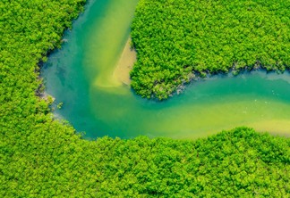 Medida provisória pode dar escala a projetos de carbono florestal no Brasil
