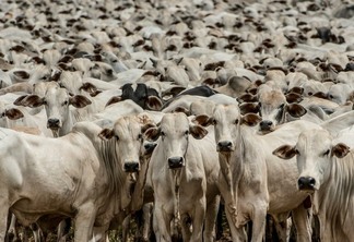 ESPECIAL: O plano da JBS para uma pecuária livre de desmatamento – e os obstáculos no percurso