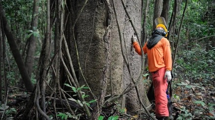 Funcionário observa árvore na floresta amazônica