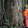 Funcionário observa árvore na floresta amazônica