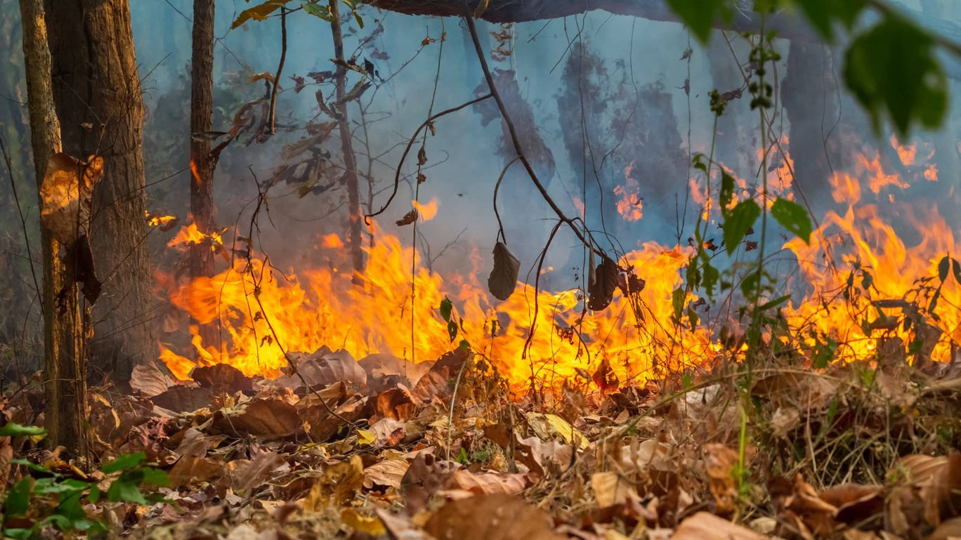 Incêndio florestal Queimada