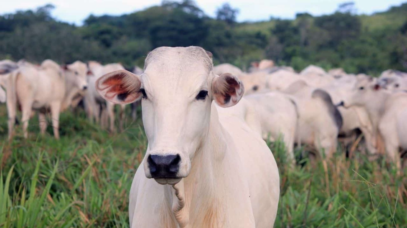 Brasil libera uso de suplemento que reduz emissões de gases do gado