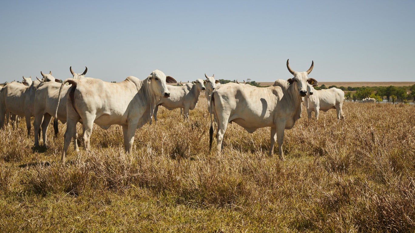 Na maior fazenda do país, gado mais soja vira menos carbono — e crédito mais barato