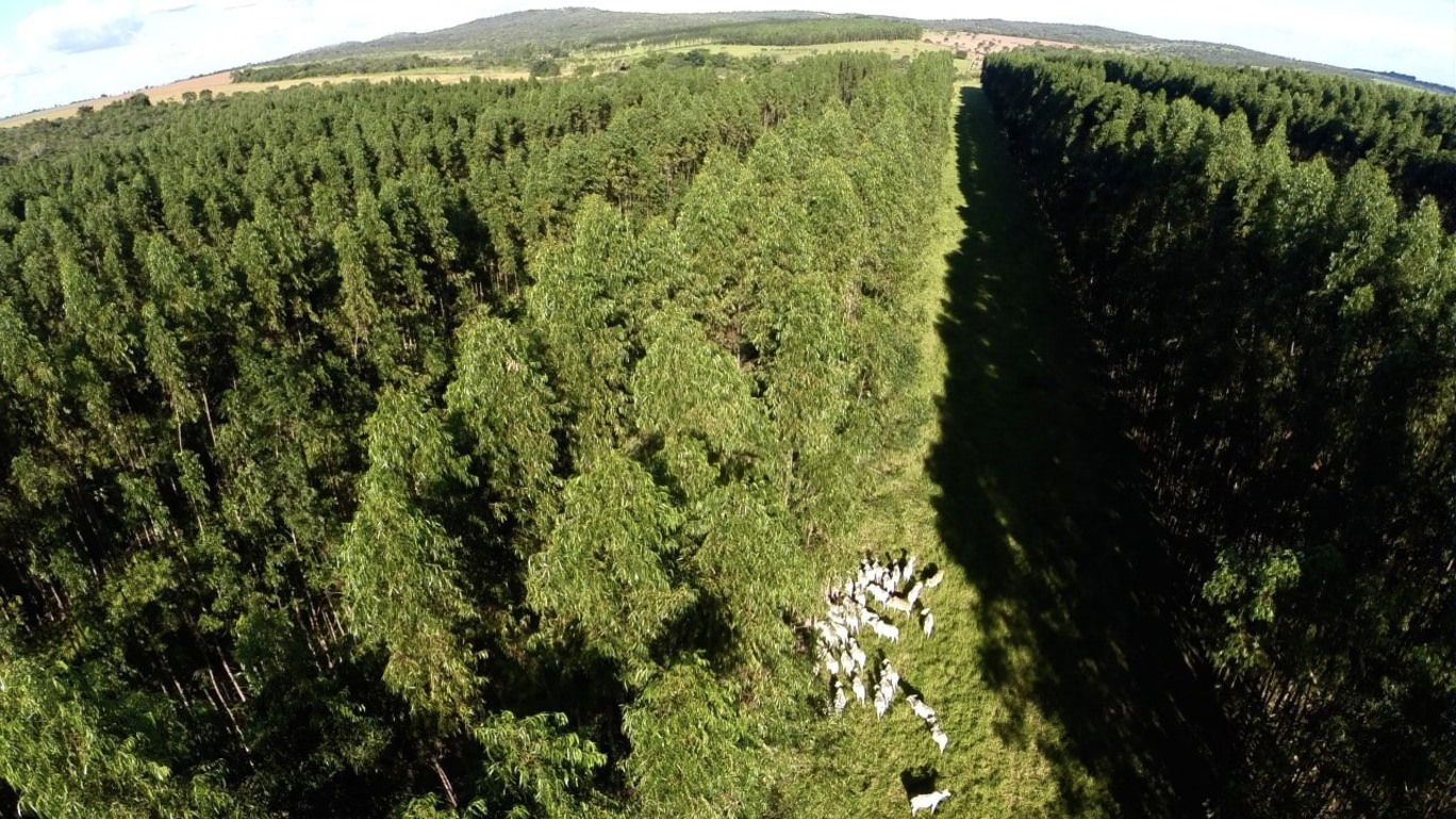 paisagem com floresta e um corredor para pastagem de gado