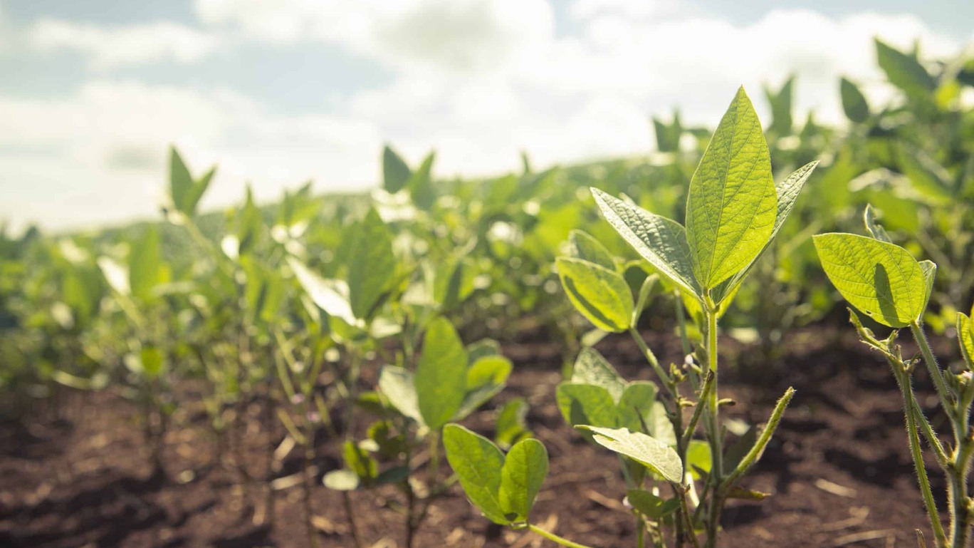 No IPO da Agrogalaxy, o agro é tech, o agro é pop — e quer mostrar que é sustentável