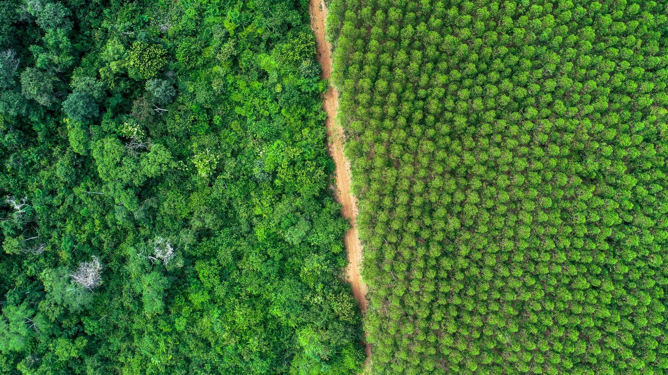Fotografia da UNF - Unidade Florestal- da Suzano Papel e Celulose em Grajaú, Maranhão.