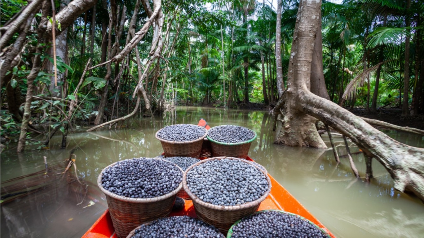 Canoa transporta cestos cheios de açaí em riacho na Amazônia