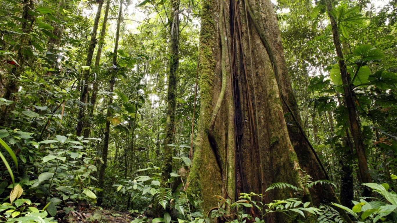 Câmara aprova crédito de carbono em concessões florestais. Vai sair do papel?