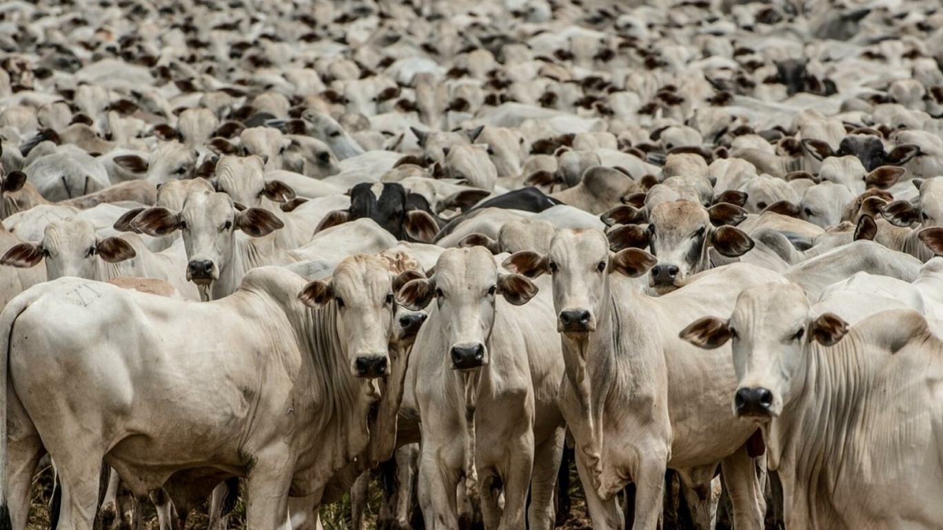 ESPECIAL: O plano da JBS para uma pecuária livre de desmatamento – e os obstáculos no percurso