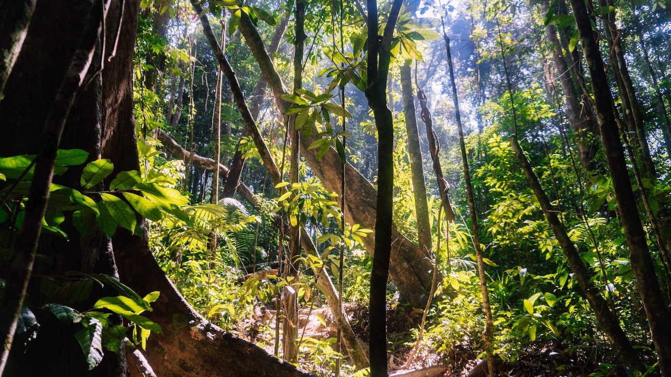 OPINIÃO: Conservar florestas é urgente... e uma oportunidade de negócio 