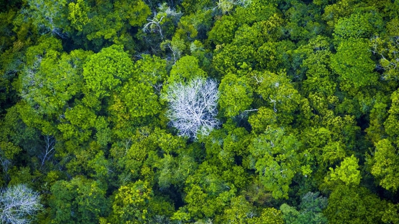 Pará vai licitar florestas públicas para gerar créditos de carbono