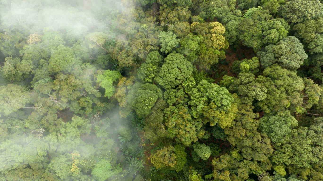 Vista área de floresta tropical densa, parcialmente coberta por nuvens.