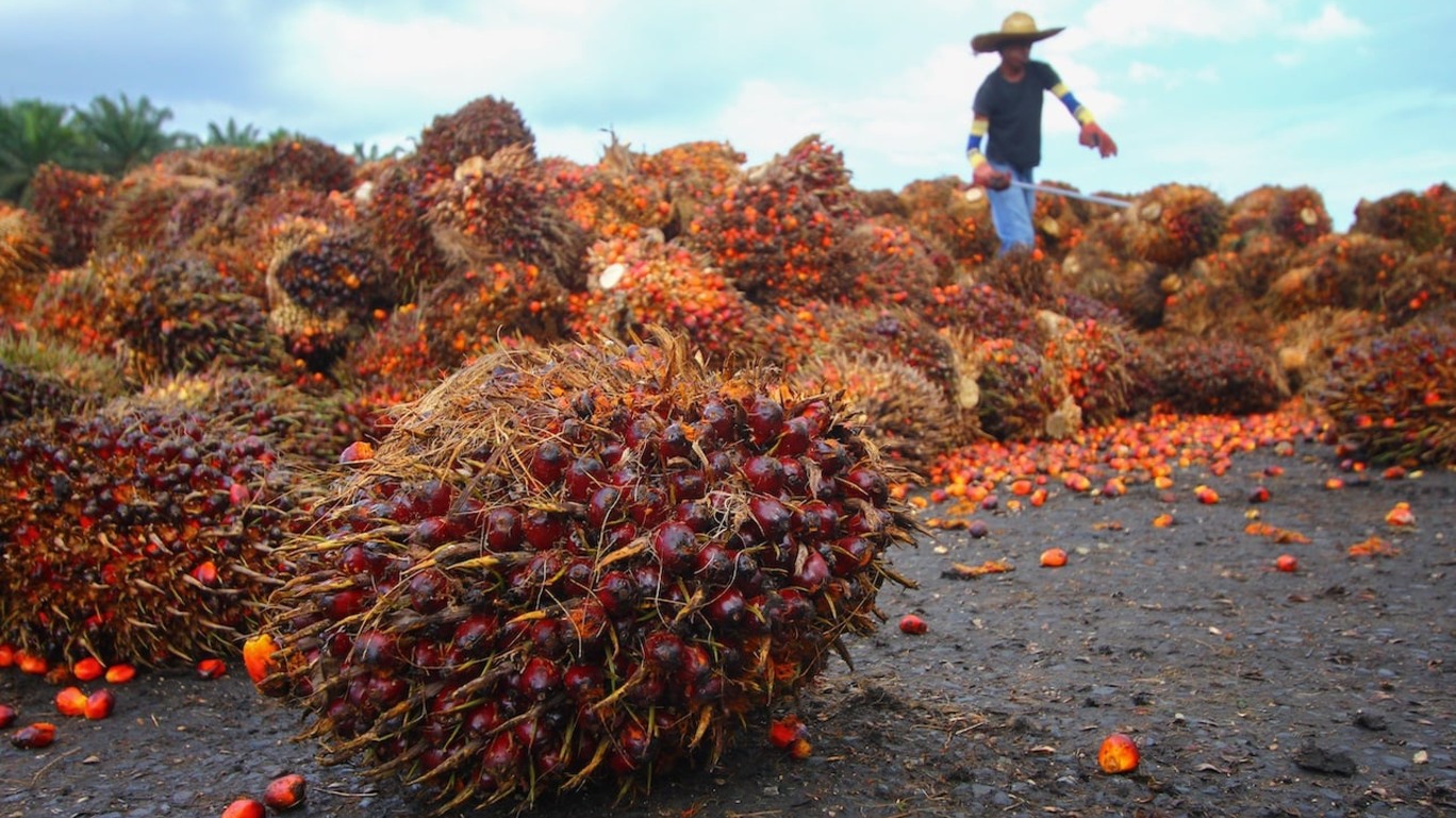 Trabalhador com colheita dos frutos da palmeira que serão transformados em óleo de palma
