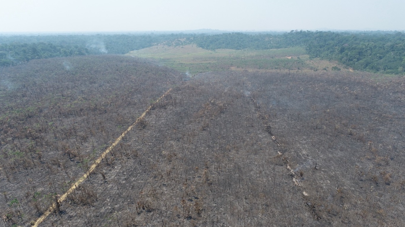 Área de reflorestamento queimada na reserva extrativista Rio-Preto-Jacundá