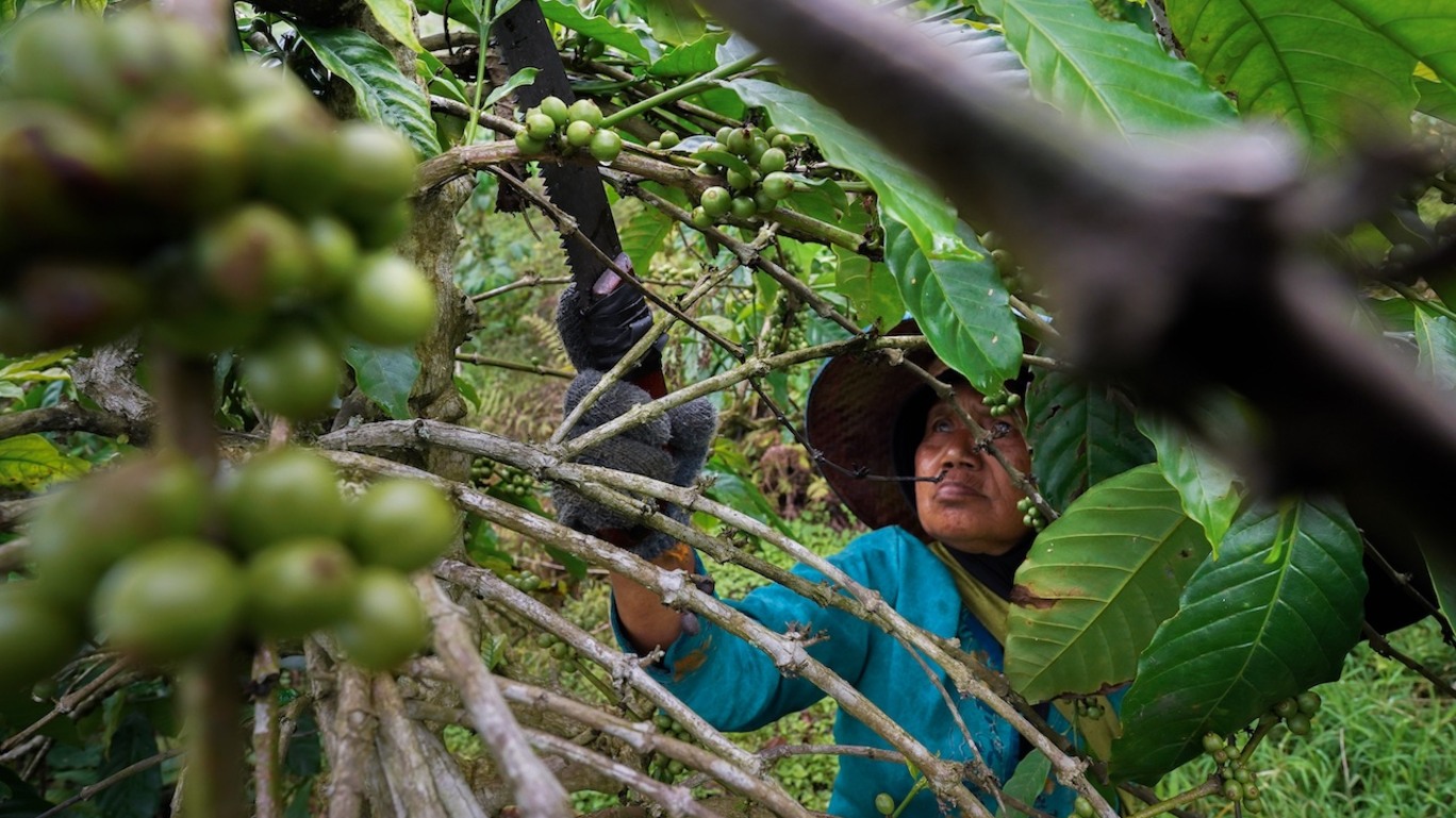 Produtor de café indonésio realiza poda no cafezal
