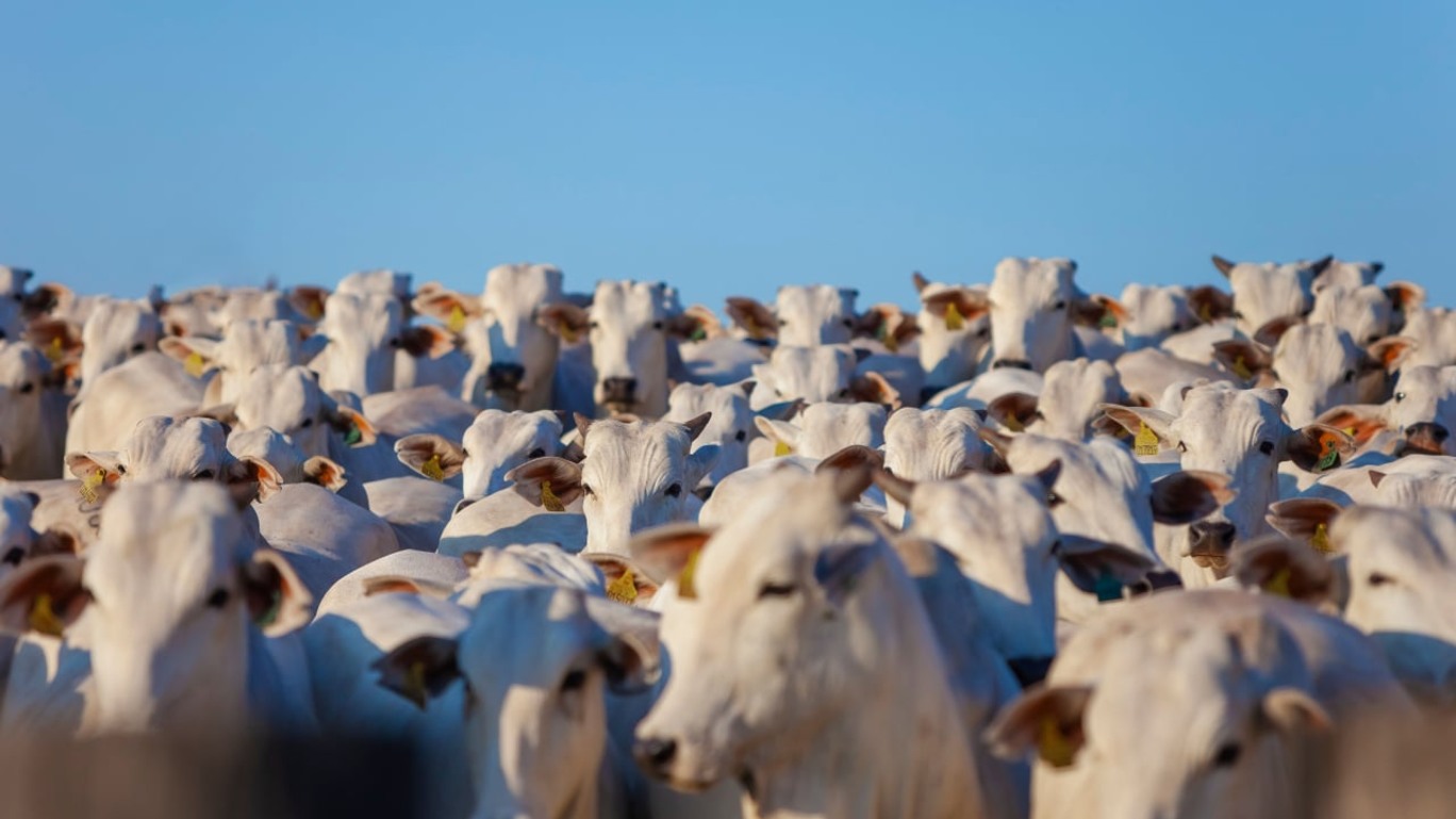 Estado do Pará lança programa de rastreio individual de rebanho bovino