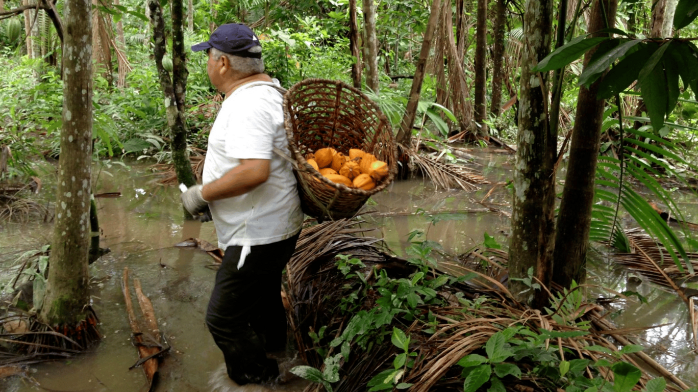 A fantástica fábrica de chocolates da Amazônia (e o que você pode fazer para ajudá-la)