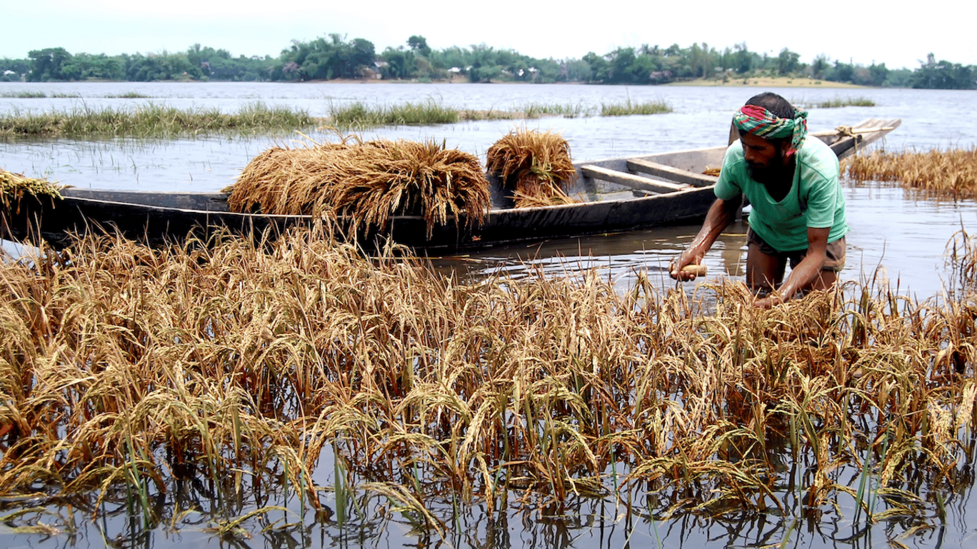 Agricultor tenta salvar colheita em campo de arroz submerso por enchente em Bangladesh