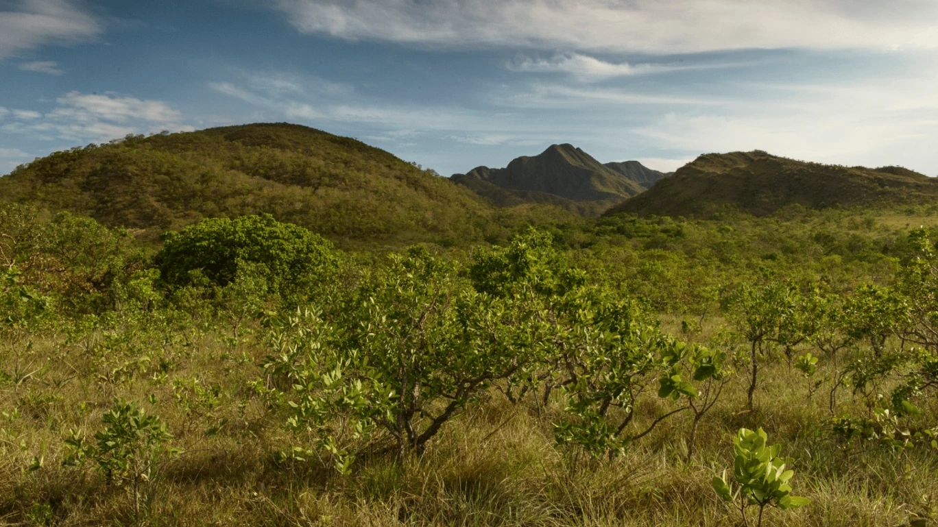 A vegetação nativa do Cerrado, onde CBA e Votorantim geraram os primeiros créditos de preservação de áreas verdes