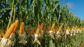 Coamo entra na corrida bilionária do etanol de milho