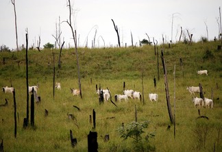 Brasil deveria considerar bônus soberano ligado a metas de desmatamento, sugere paper