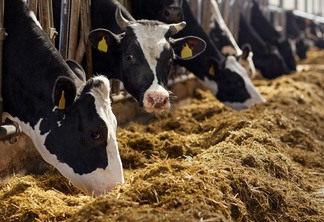 JBS cai em ranking ESG da indústria da carne; Marfrig mantém 4º posto