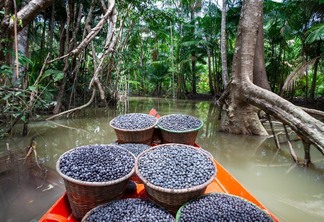 Açaí, além de borracha, pirarucu, castanha e óleos, são cadeias produtivas que se desenvolvem na região amazônica e que precisam se tornar sustentáveis