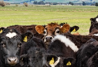 Fazenda de criação de gado em Balfour, na Nova Zelândia