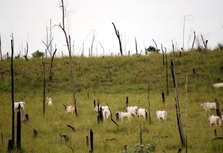 Agricultura e pecuária agora têm metas científicas para reduzir emissões
