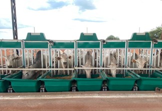 Animais confinados na fazenda MFG, fornecedora da Marfrig