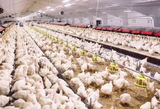 Criação de galinhas em granja dos Estados Unidos