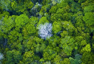 Pará vai licitar florestas públicas para gerar créditos de carbono