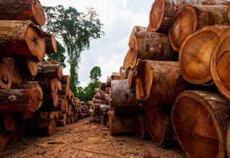 Madeira obtida em desmatamento ilegal na Amazônia