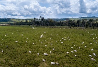Imagem aérea de pasto em área desmatada no Pará