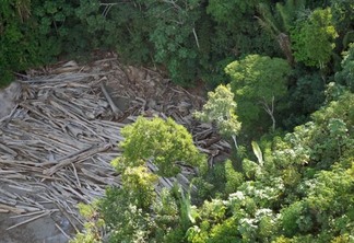 Árvores derrubadas em área de desmatamento ilegal na Amazônia