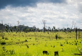 Pastagem degradada na Amazônia Legal