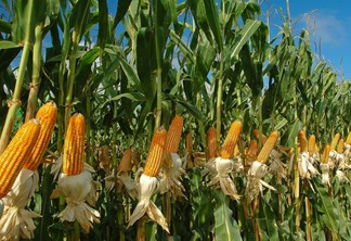 Coamo entra na corrida bilionária do etanol de milho