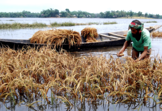 Agricultor tenta salvar colheita em campo de arroz submerso por enchente em Bangladesh