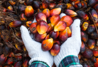 Frutos do dendezeiro, a fonte do óleo de palma