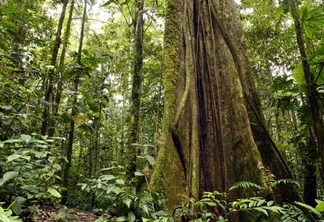 Câmara aprova crédito de carbono em concessões florestais. Vai sair do papel?