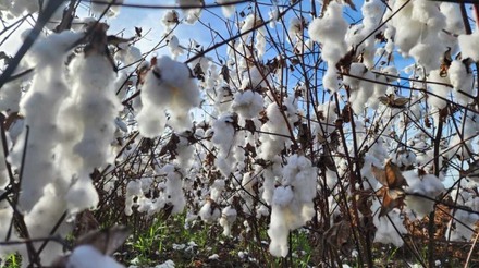 PretaTerra produz algodão regenerativo na Itália, em parceria com Armani
