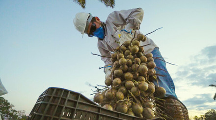Processo de beneficiamento dos cocos da macaúba em planta da Inocas