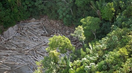 Árvores derrubadas em área de desmatamento ilegal na Amazônia