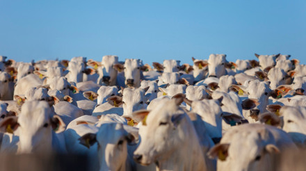 Estado do Pará lança programa de rastreio individual de rebanho bovino