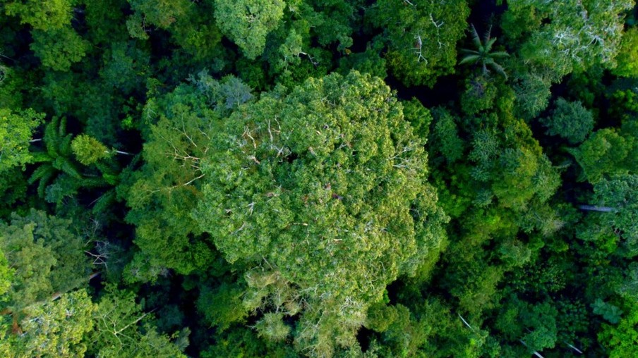Florestas certificadas: motor de uma economia sustentável