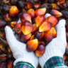 Frutos do dendezeiro, a fonte do óleo de palma