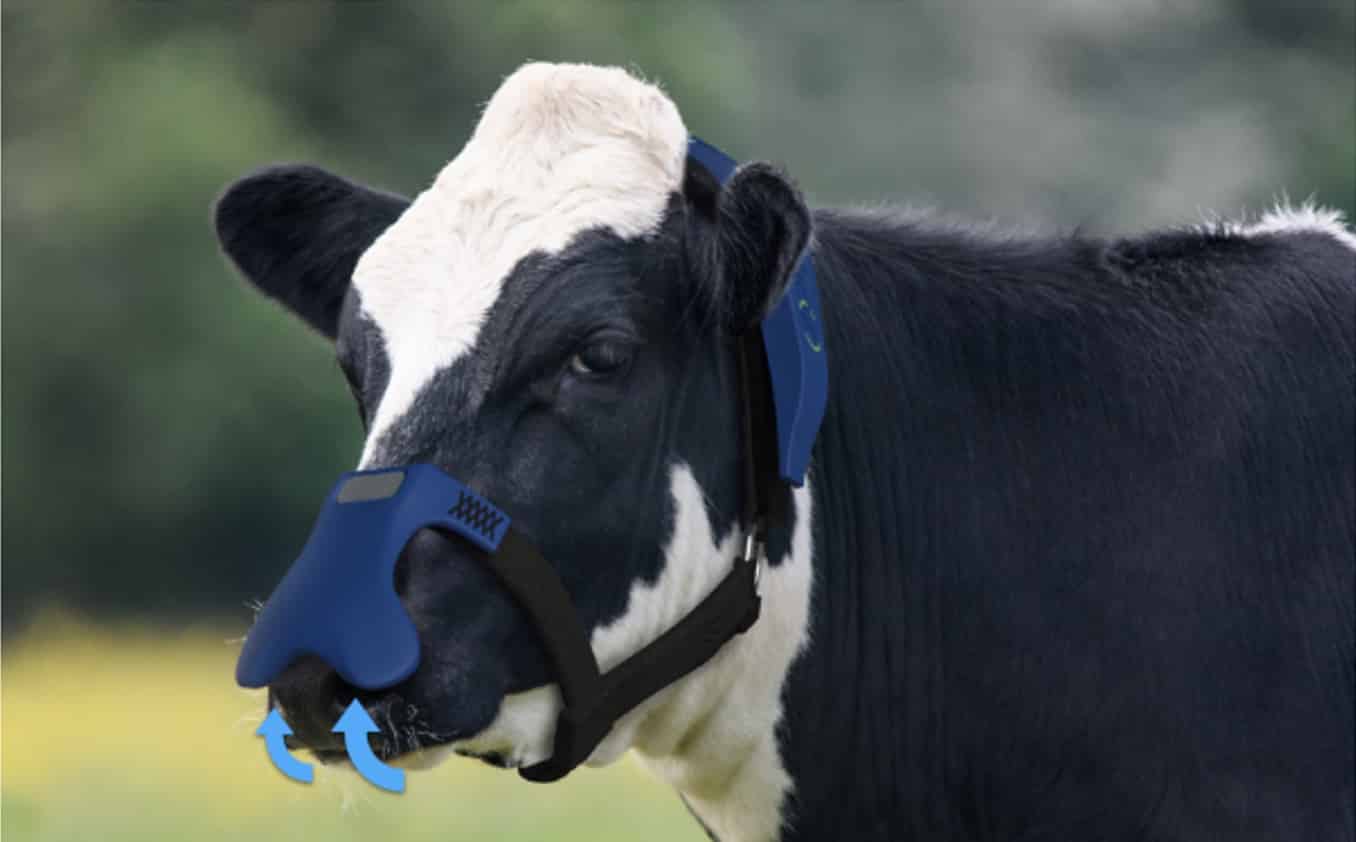 Gado de máscara? É a nova aposta da Cargill para reduzir o efeito estufa Gado de máscara? É a nova aposta da Cargill para reduzir o efeito estufa